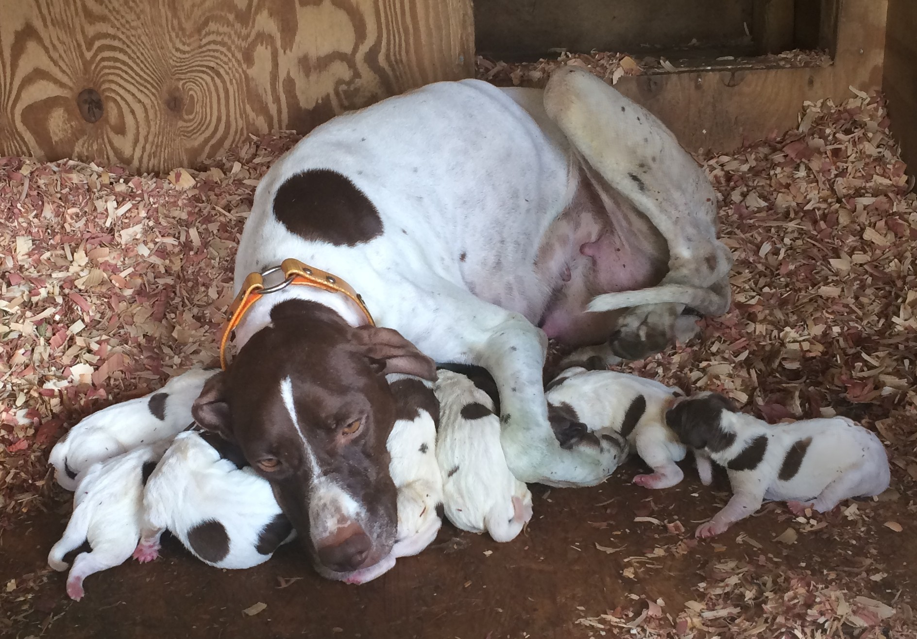 The String in Action - Heritage & Care: The foundation of a great bird dog starts with a healthy litter and a strong maternal line.