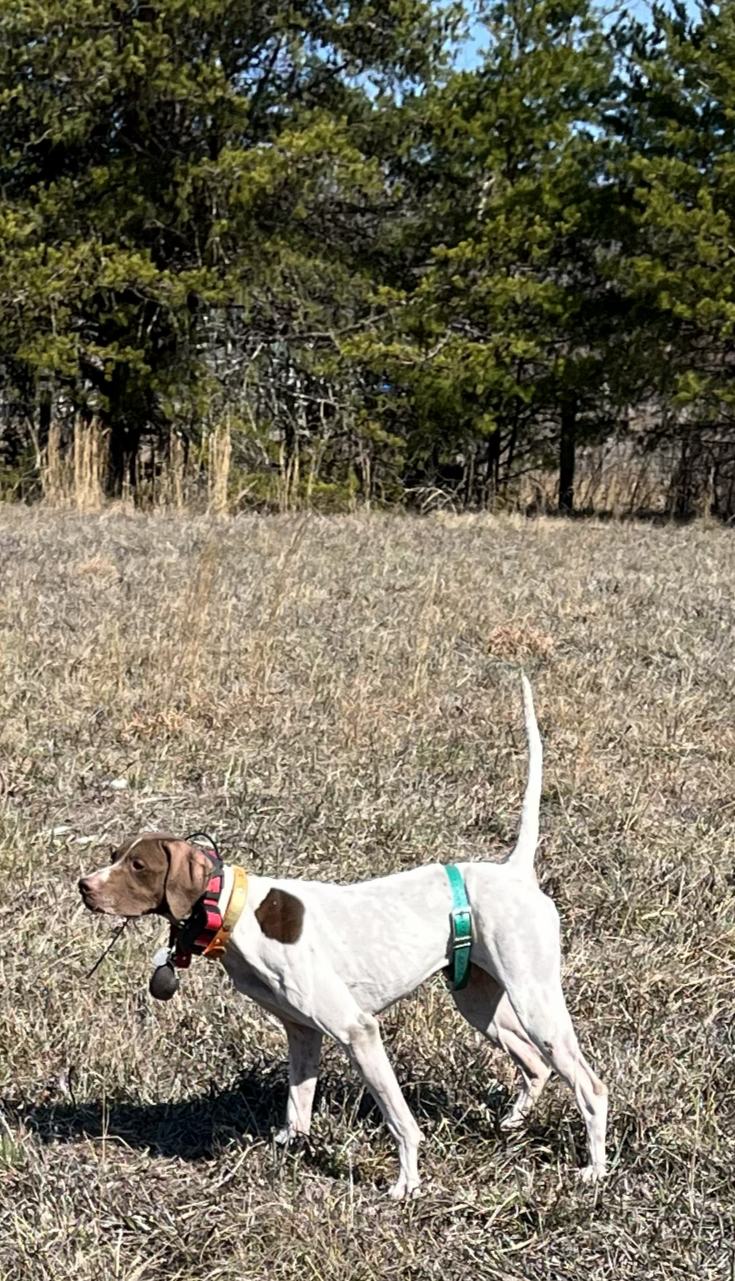 The String in Action - The Moment of Truth: A steady point provides the handler the opportunity to flush the covey and manage the shot.