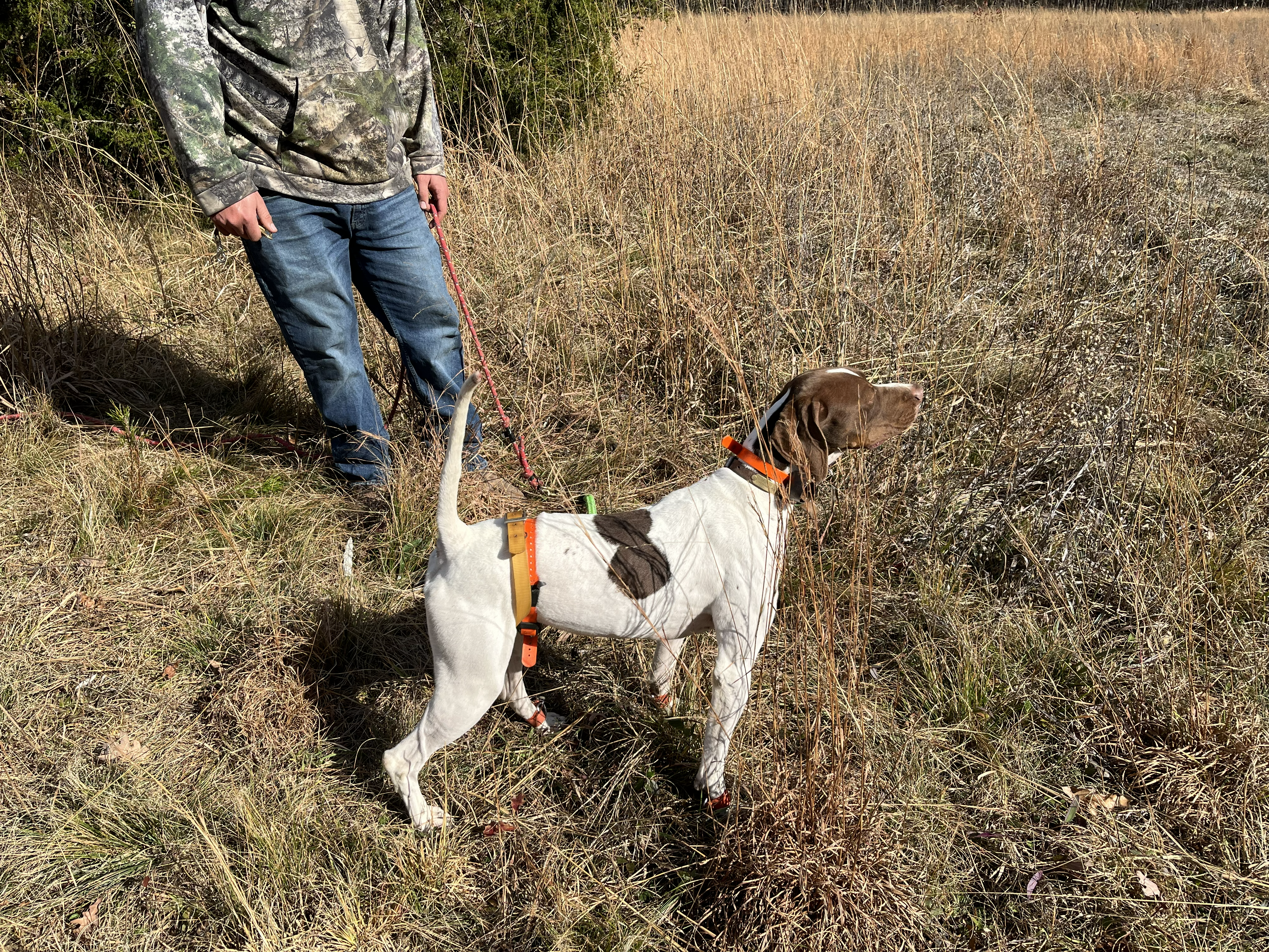 The String in Action - Class & Character: A high, cracked-off tail on point is the signature of an elite field trial dog with true presence.