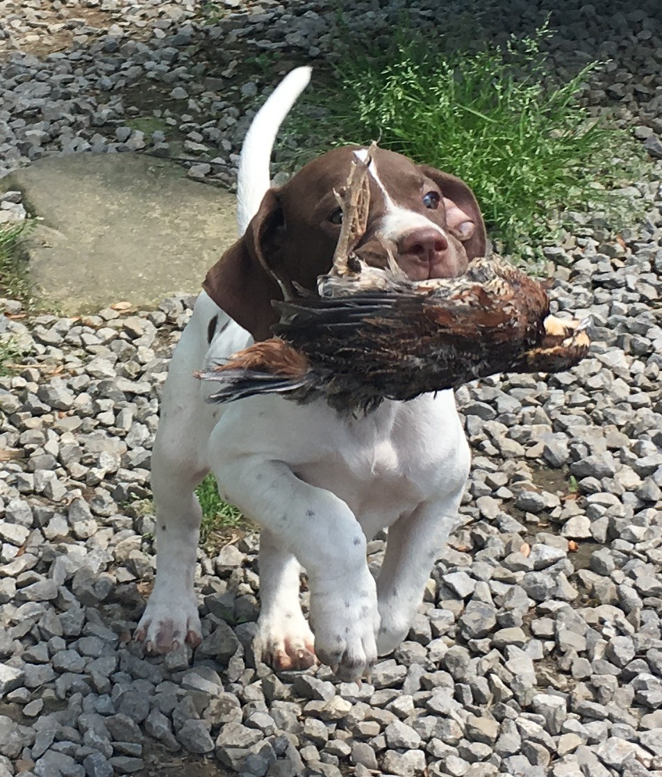 The String in Action - Early Retrieval Development: Elite plantation and hunting dogs begin their development with early, positive bird exposure.